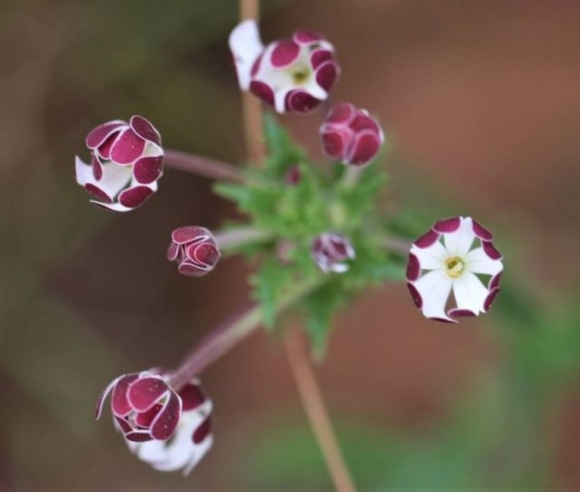 11 flores que florecen de noche