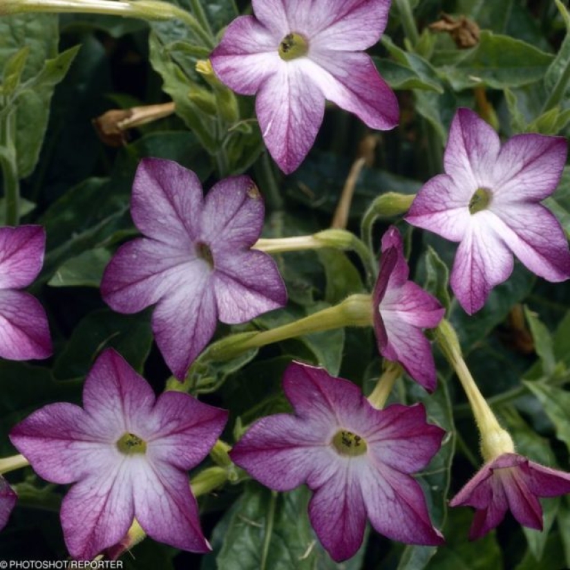 11 flores que florecen de noche