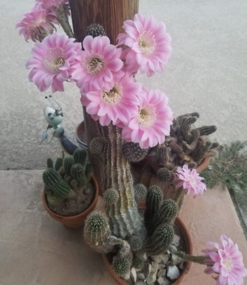 11 flores que florecen de noche
