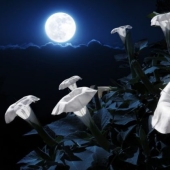 11 flowers that bloom at night 11 flowers that bloom at night