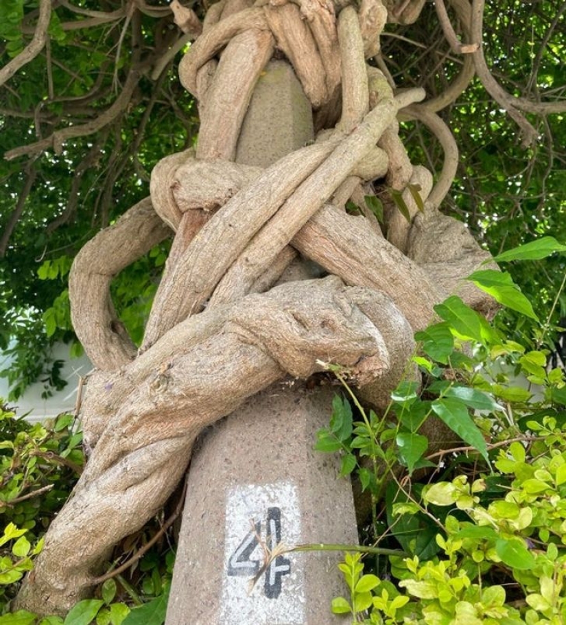 11 fotos de lugares donde la naturaleza ha recuperado el control