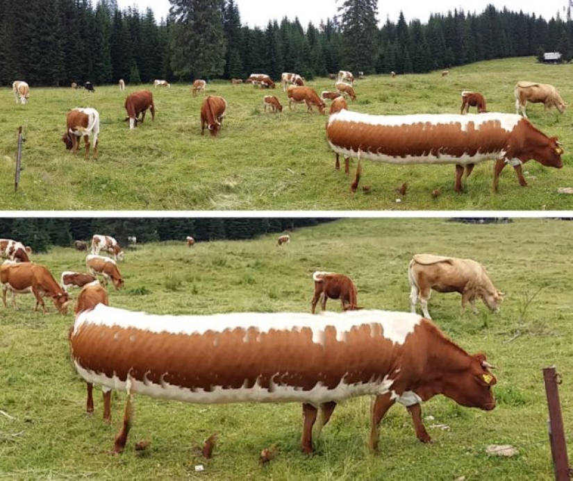11 fotos que ponen nuestra realidad patas arriba