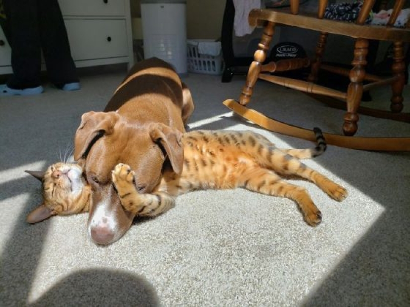 11 mascotas que disfrutan del sol