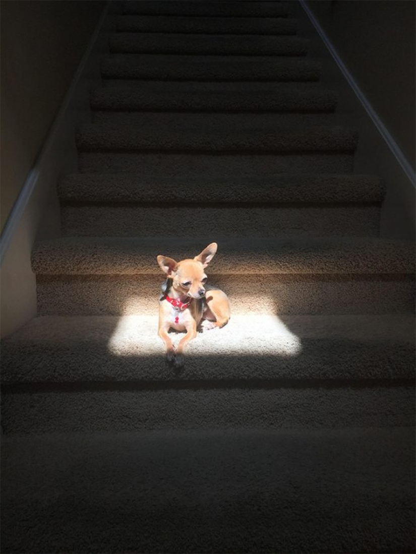 11 mascotas que disfrutan del sol