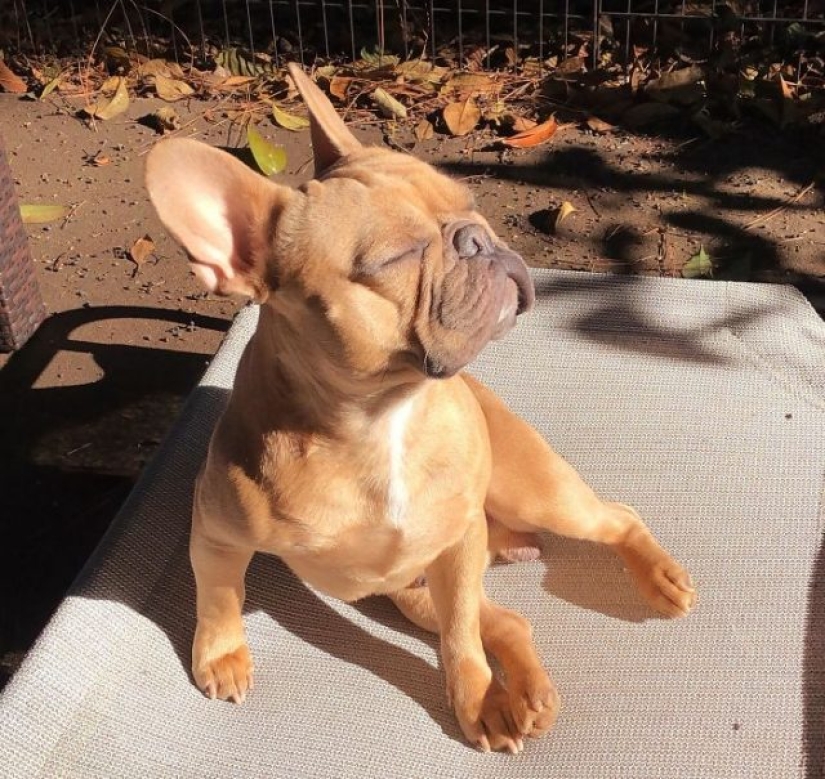 11 mascotas que disfrutan del sol