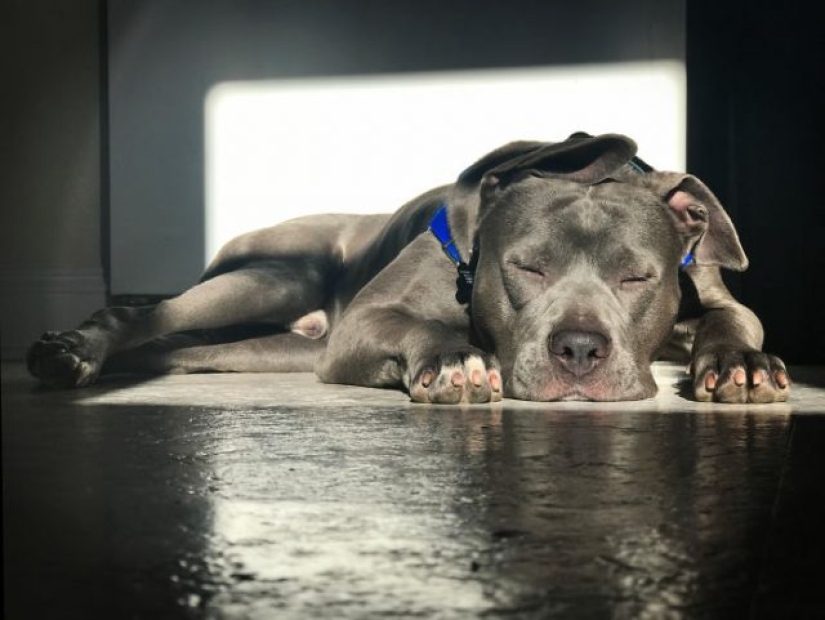 11 mascotas que disfrutan del sol