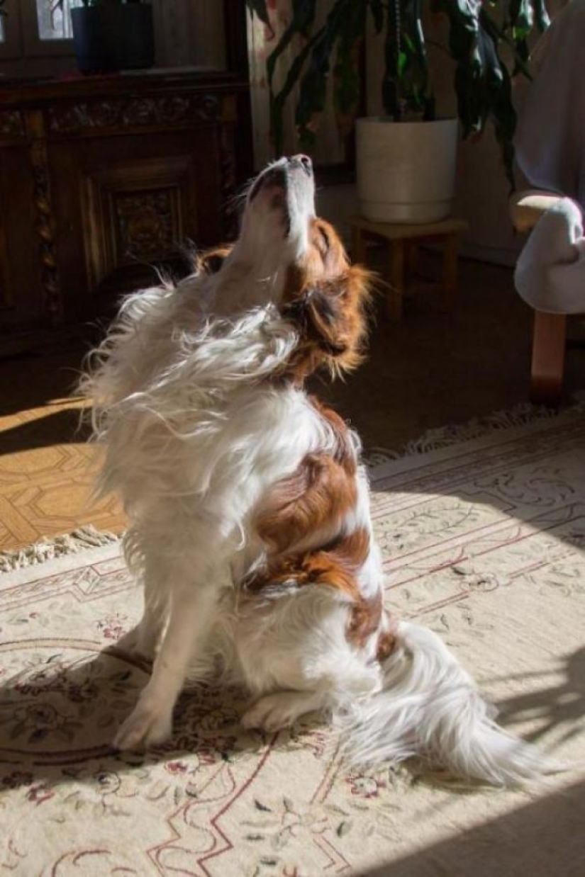 11 mascotas que disfrutan del sol