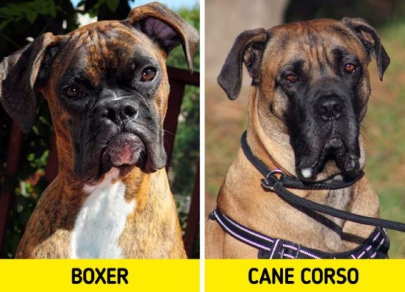 11 pairs of dog breeds that can confuse even avid dog lovers 11 pairs of dog breeds that can confuse even avid dog lovers