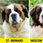 11 pairs of dog breeds that can confuse even avid dog lovers 11 pairs of dog breeds that can confuse even avid dog lovers