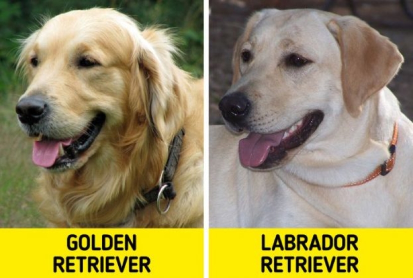 11 pairs of dog breeds that can confuse even avid dog lovers 11 pairs of dog breeds that can confuse even avid dog lovers