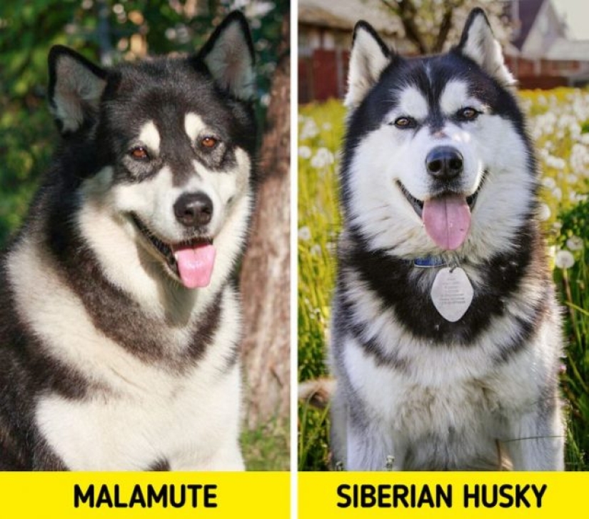 11 pairs of dog breeds that can confuse even avid dog lovers 11 pairs of dog breeds that can confuse even avid dog lovers