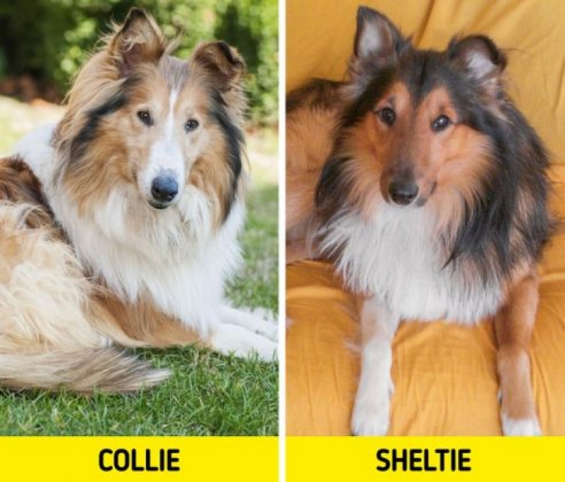 11 pairs of dog breeds that can confuse even avid dog lovers 11 pairs of dog breeds that can confuse even avid dog lovers