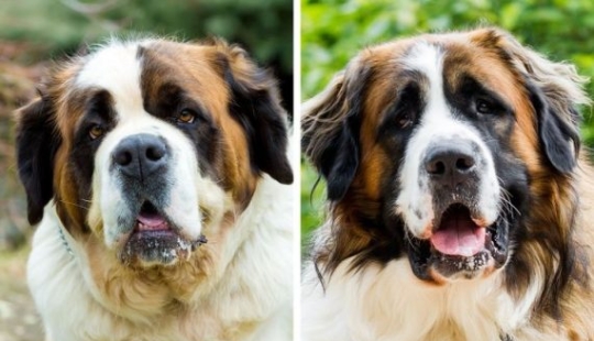 11 pairs of dog breeds that can confuse even avid dog lovers 11 pairs of dog breeds that can confuse even avid dog lovers