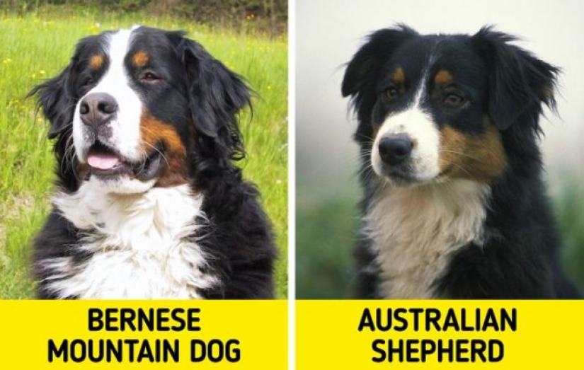 11 pairs of dog breeds that can confuse even avid dog lovers 11 pairs of dog breeds that can confuse even avid dog lovers
