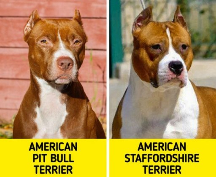 11 pairs of dog breeds that can confuse even avid dog lovers 11 pairs of dog breeds that can confuse even avid dog lovers