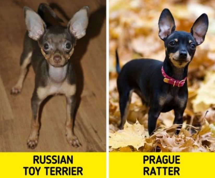 11 pares de razas de perros que pueden confundir incluso a los ávidos amantes de los perros