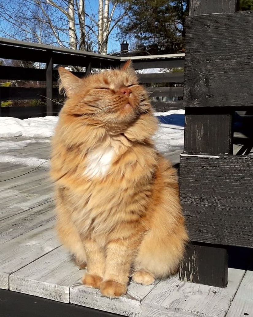 11 pets that enjoy the sun 11 pets that enjoy the sun