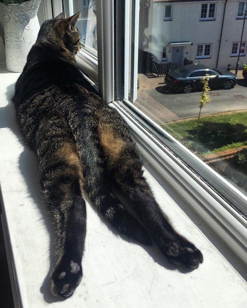 11 pets that enjoy the sun 11 pets that enjoy the sun