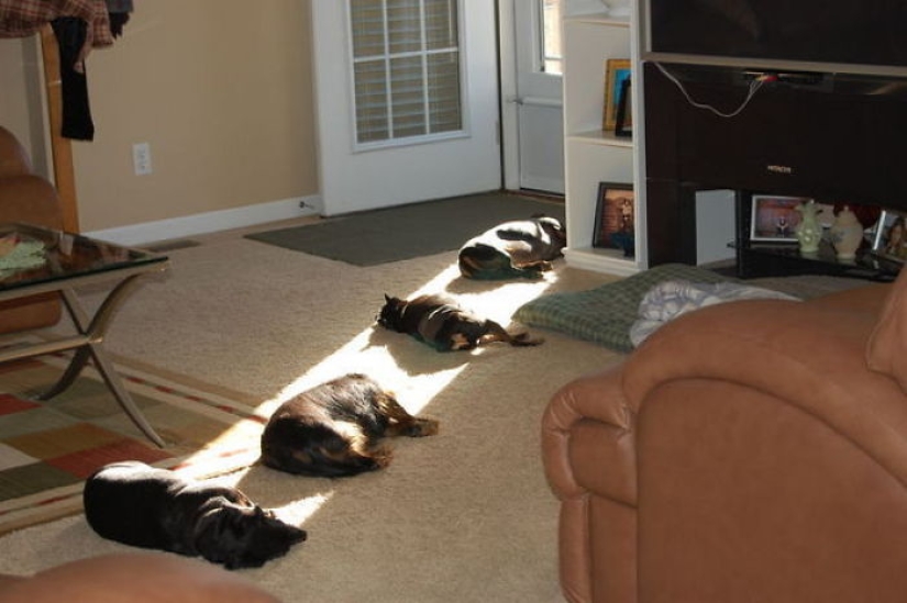 11 pets that enjoy the sun 11 pets that enjoy the sun