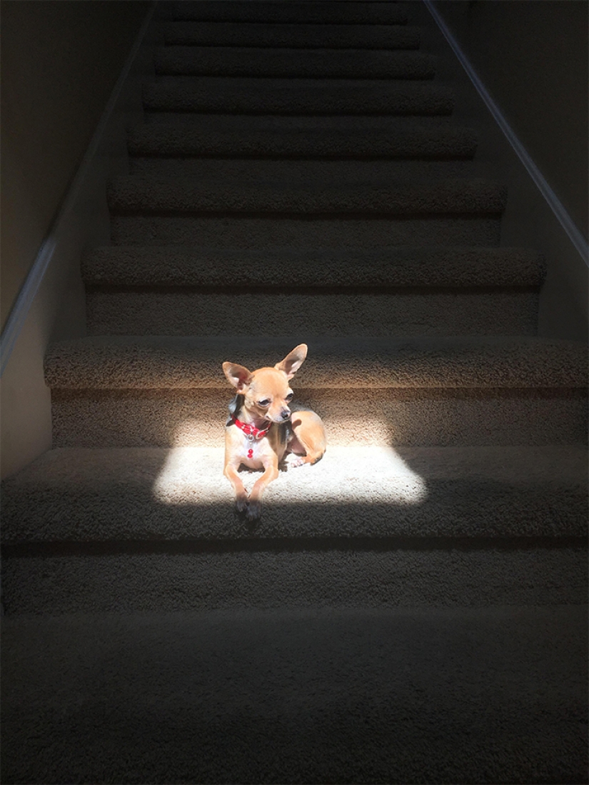 11 pets that enjoy the sun 11 pets that enjoy the sun