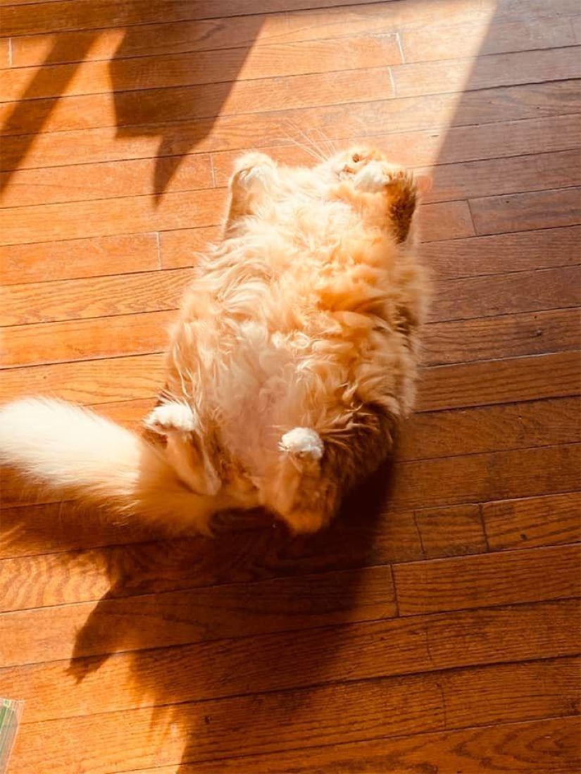 11 pets that enjoy the sun 11 pets that enjoy the sun