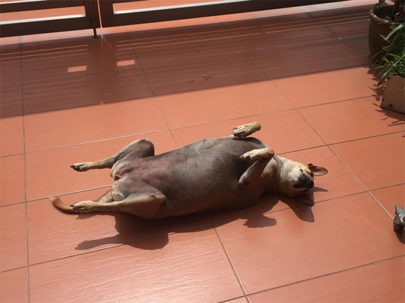 11 pets that enjoy the sun 11 pets that enjoy the sun