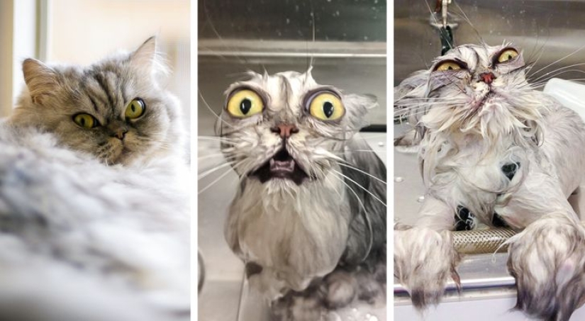 11 photos that prove animals and water don't mix