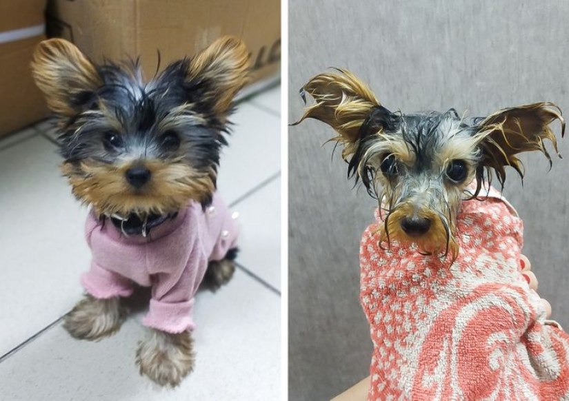 11 photos that prove animals and water don't mix