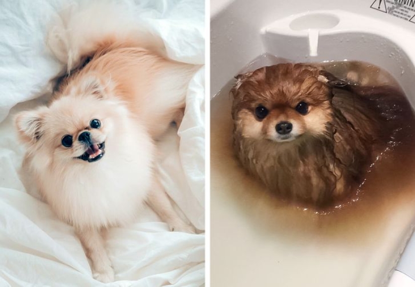 11 photos that prove animals and water don't mix