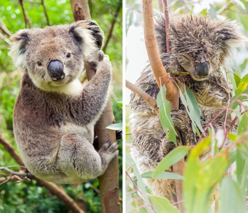 11 photos that prove animals and water don't mix