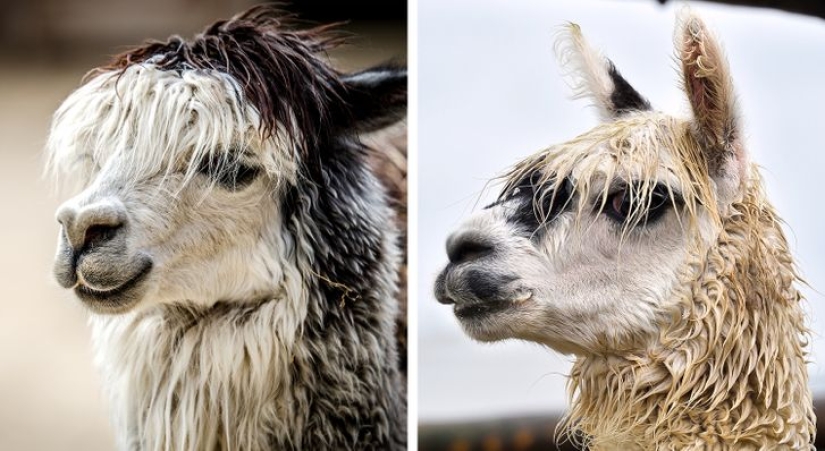11 photos that prove animals and water don't mix