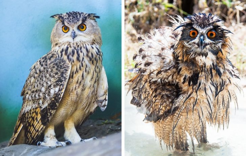 11 photos that prove animals and water don't mix