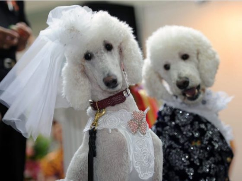 11 razones por las que tener una mascota es bueno para ti y tu familia 11 razones por las que tener una mascota es bueno para ti y tu familia