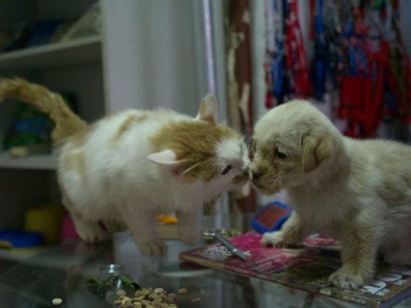 11 Reasons Why Having a Pet Is Good for You and Your Family