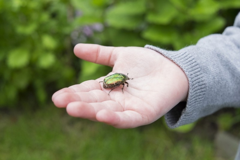 11 recetas del pasado pionero que debemos contarles a los niños 11 recetas del pasado pionero que debemos contarles a los niños