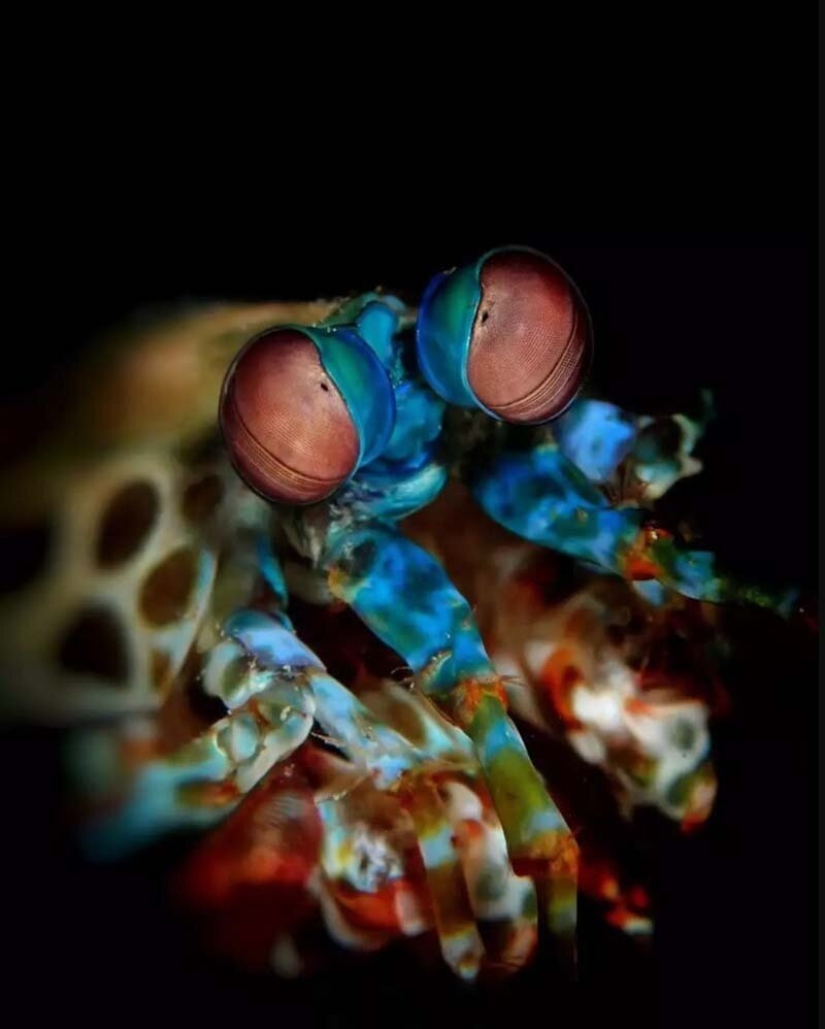 12 best underwater photos from the "Through Your Lens" contest 12 best underwater photos from the "Through Your Lens" contest