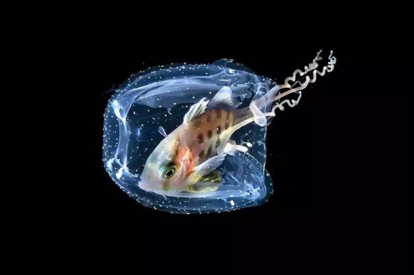 12 best underwater photos from the "Through Your Lens" contest 12 best underwater photos from the "Through Your Lens" contest