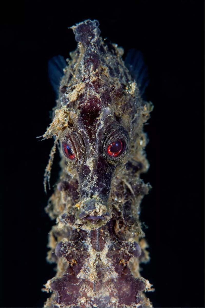 12 best underwater photos from the "Through Your Lens" contest 12 best underwater photos from the "Through Your Lens" contest