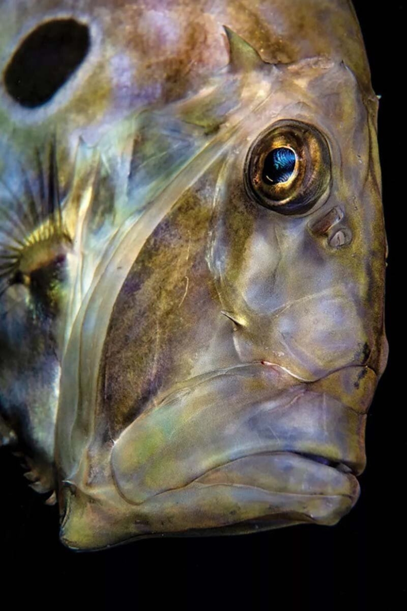 12 best underwater photos from the "Through Your Lens" contest 12 best underwater photos from the "Through Your Lens" contest