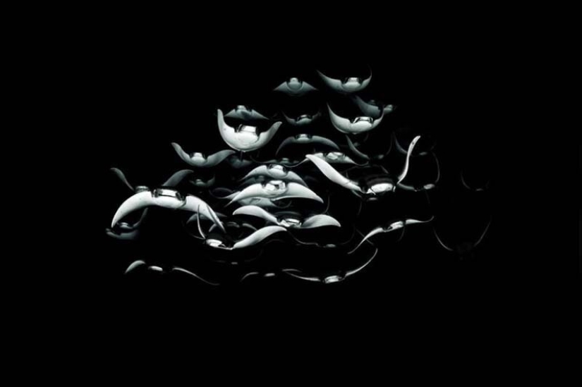 12 best underwater photos from the "Through Your Lens" contest 12 best underwater photos from the "Through Your Lens" contest