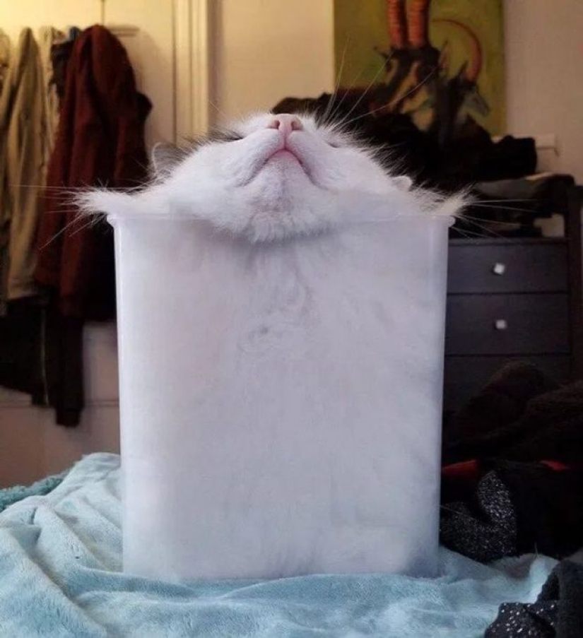 12 Flexible Cats That Prove They Can Fit Anywhere