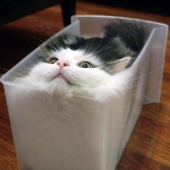 12 Flexible Cats That Prove They Can Fit Anywhere 12 Flexible Cats That Prove They Can Fit Anywhere