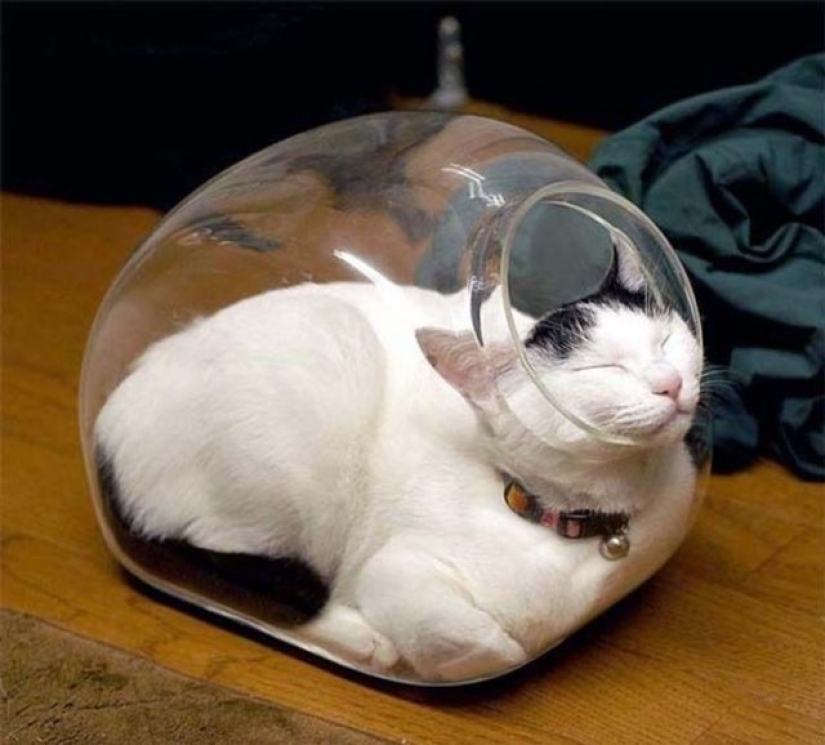 12 Flexible Cats That Prove They Can Fit Anywhere