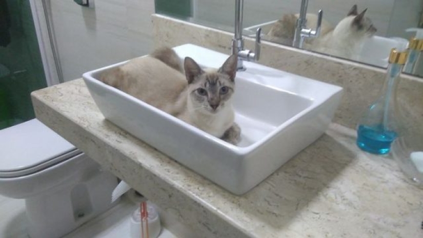 12 gatos flexibles que demuestran que pueden caber en cualquier lugar