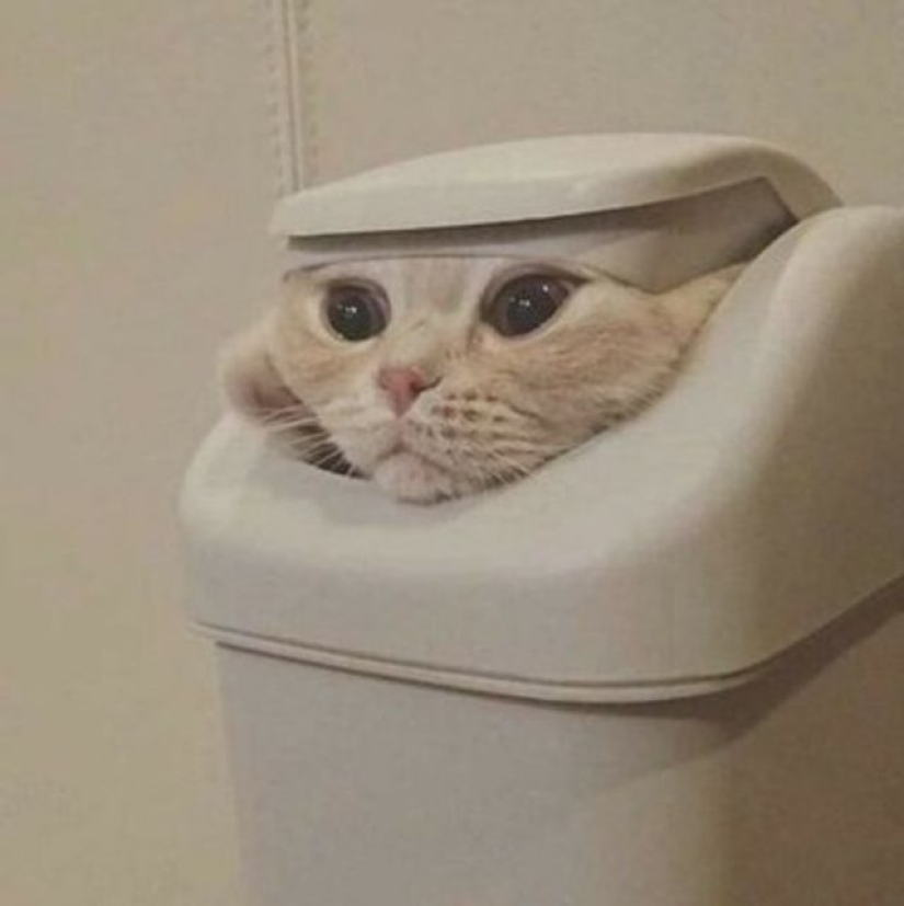 12 gatos flexibles que demuestran que pueden caber en cualquier lugar