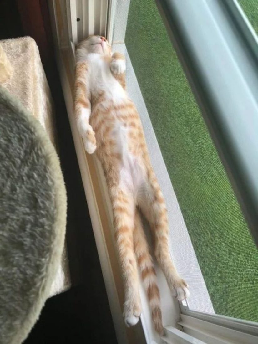 12 gatos flexibles que demuestran que pueden caber en cualquier lugar