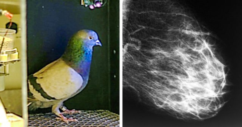 12 pairs of things that are surprisingly related to each other
