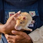 12 pares de cosas que están sorprendentemente relacionadas entre sí