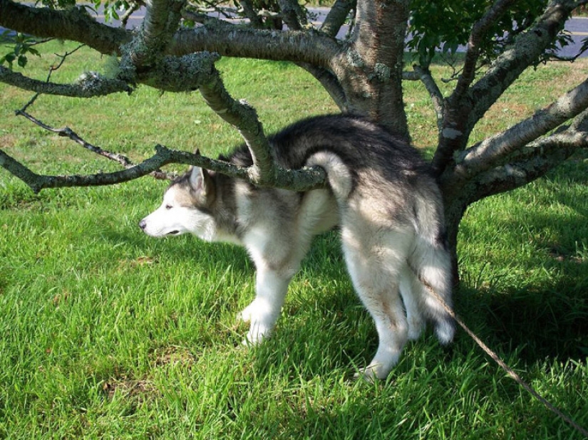 12 photos that prove our pets are adorable