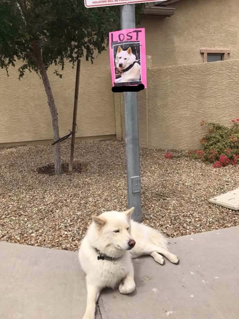 12 photos that prove our pets are adorable